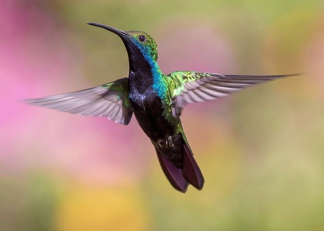 le-colibri-s-envole-pour-trouver-des-solutions-alternatives