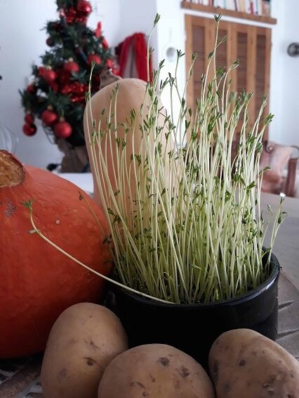 farine de lentilles excellente alternative à la farine blé sans gluten avec apports nutritionnels