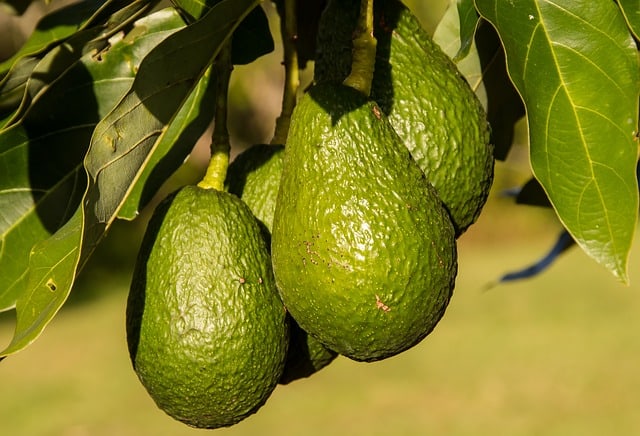 l'avocat remplace le beurre