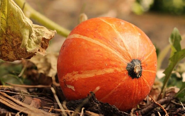 les cucurbitacées pour remplacer le beurre