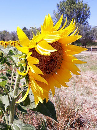 huile tournesol remplacer beurre