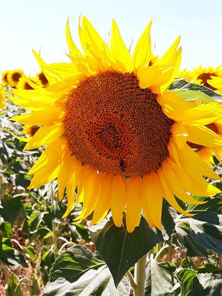 huile tournesol pour remplacer beurre en cuisine