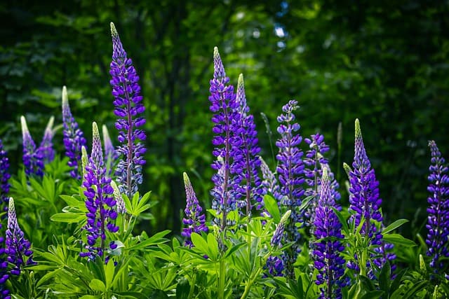 Farine de lupin : excellente alternative naturelle à l’œuf !