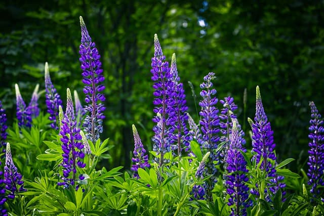 Farine de lupin : excellente alternative naturelle à l'œuf