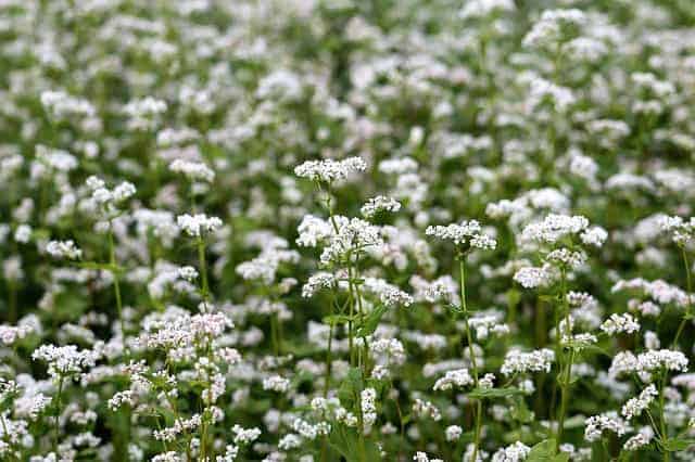 fleur-de-sarrasin-farine-sarrasin-ble-noir